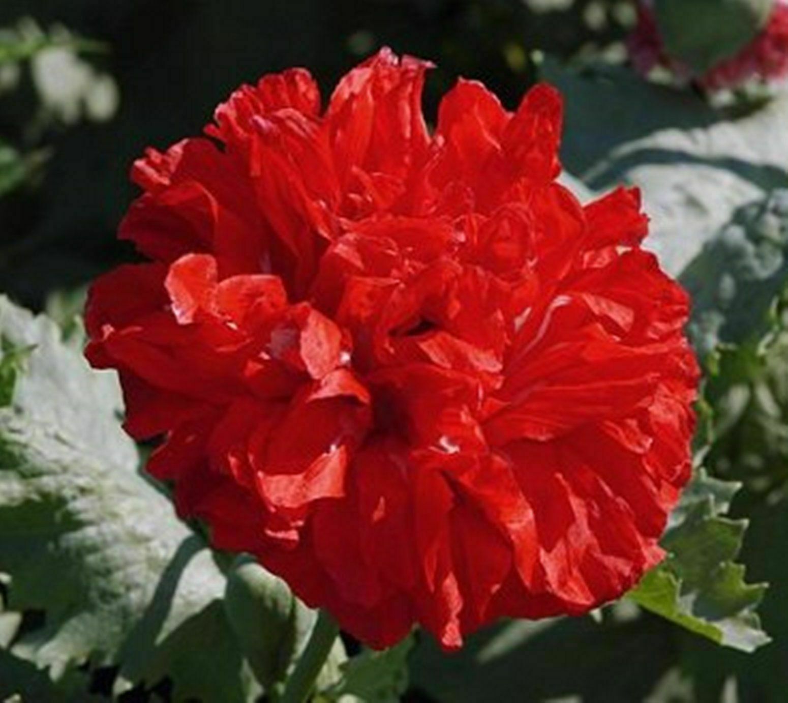 Dark Red Peony Poppy Beautiful Flowers - 25 Seeds- Indescribably